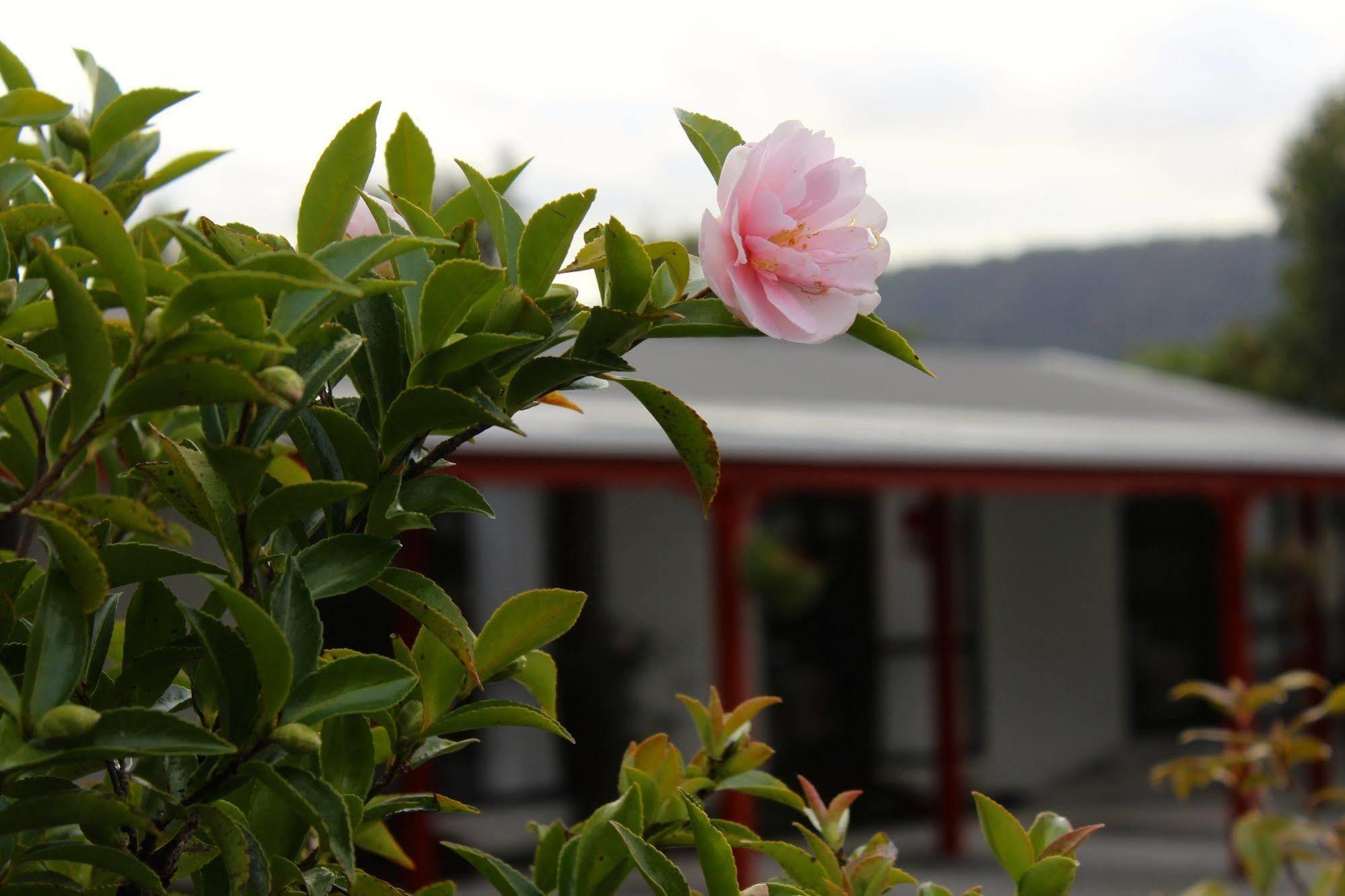 Lake Matheson Motel Fox Glacier Exterior foto